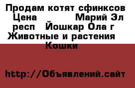 Продам котят сфинксов › Цена ­ 4 000 - Марий Эл респ., Йошкар-Ола г. Животные и растения » Кошки   